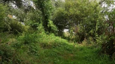  Green forest vegetation swaying in summer wind. Calm nature footage with leaves and plants moving gently, ideal for peaceful backgrounds and relaxation content. Natural movement.