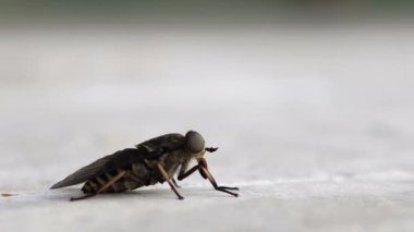 Tarama sinegi (Tabanus atratus) yakın çekim