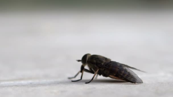 Крупный План Ползания Лошадиных Мух Tabanus Atratus — стоковое видео