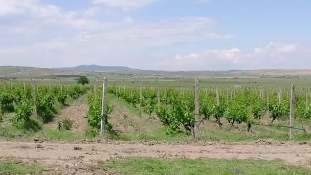 Verhuizen Langs Wijngaard Industriële Velden Weide — Stockvideo