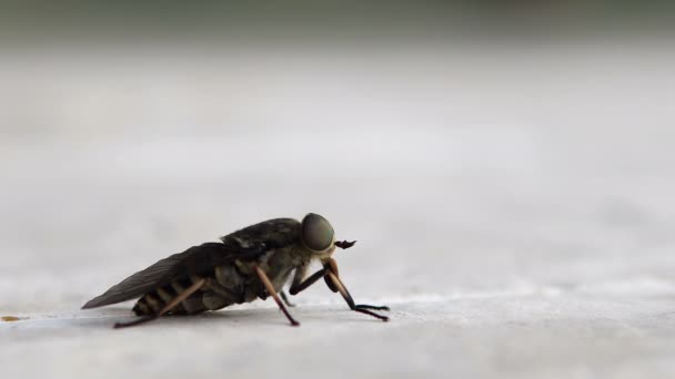 Close Horsefly Tabanus Atratus Crawling — Stock Video