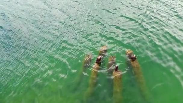 Poteaux Pylône Bateau Quai Bois Recouvert Sous Eau Lac Calme — Video