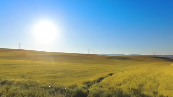 Bewegung Entlang Des Erntefeldes Auf Blauem Himmel Hintergrund — Stockvideo