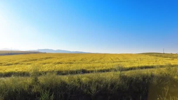 青い空を背景に収穫フィールドに沿って移動 — ストック動画