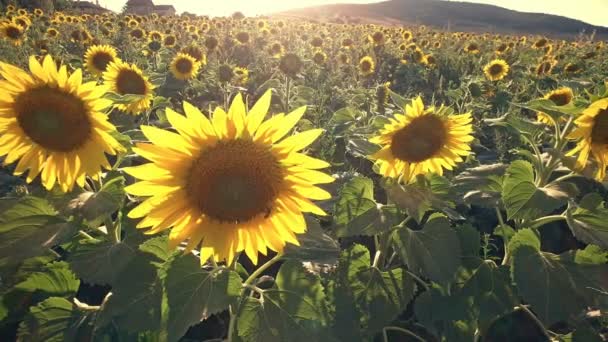 Sonnenblumen Feld Auf Sonnenuntergang Hintergrund — Stockvideo