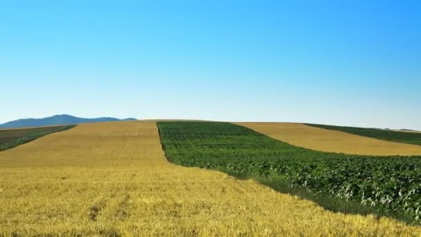 Muoversi Lungo Campi Industriali Del Raccolto Agricolo — Video Stock