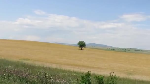 Einsamer Grüner Baum Inmitten Eines Weizenerntefeldes Unter Blauem Himmel — Stockvideo