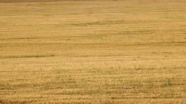 Buğday hasat alanları hareketli tarım sanayi arka plan