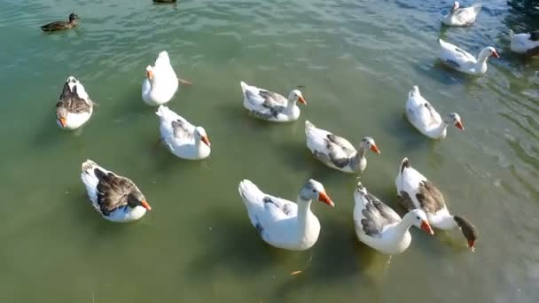 鸭子白天在池塘里游泳 — 图库视频影像