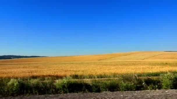 Проїхати Вздовж Пшениці Житні Сільськогосподарські Пагорби Готові Збору Врожаю — стокове відео