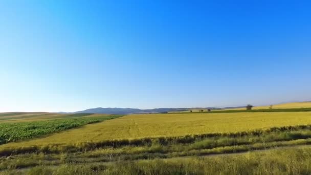 Déplacement Long Champ Récolte Sur Fond Ciel Bleu — Video