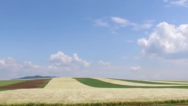 Snel Rijden Langs Eindeloze Landbouw Velden Onder Blauwe Hemel — Stockvideo