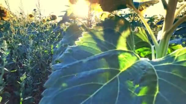 Campo Girassóis Fundo Por Sol — Vídeo de Stock