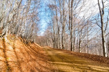Orman ağaçları ile yaprakları arasında rüzgarlı road, kırsal sonbahar yatay