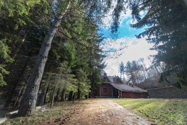 Çam ağaçları arasında orman evde