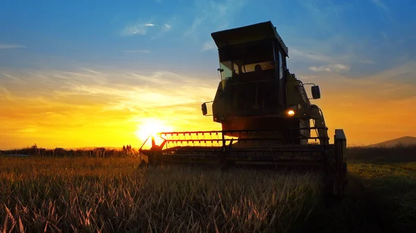 Combine harvester working in field on sunset background