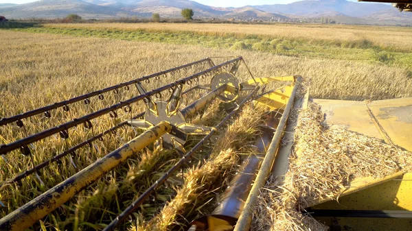 Kombajn Sběr Úrody Pšenice Dne — Stock fotografie