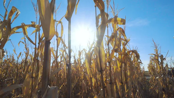 Sun over ripe corn field at summer season