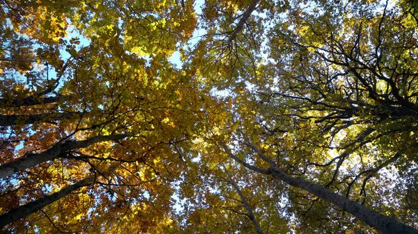 Vue Érable Automne Plan Panoramique Beaux Sommets Arbres Automne Colorés — Photo