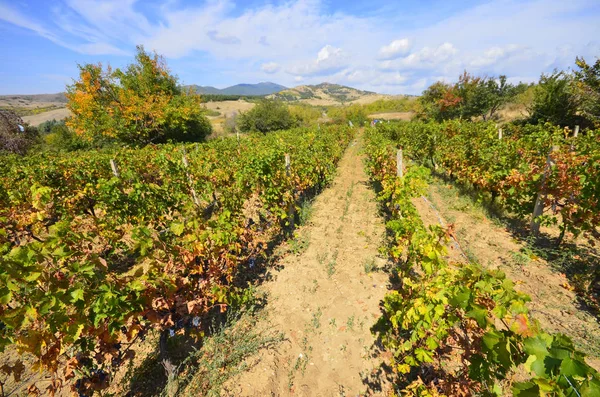 Grüner Weinberg Und Blauer Himmel Israel — Stockfoto