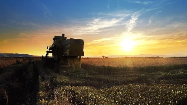 Maaimachine Werkt Veld Zonsondergang Achtergrond Combineren — Stockfoto