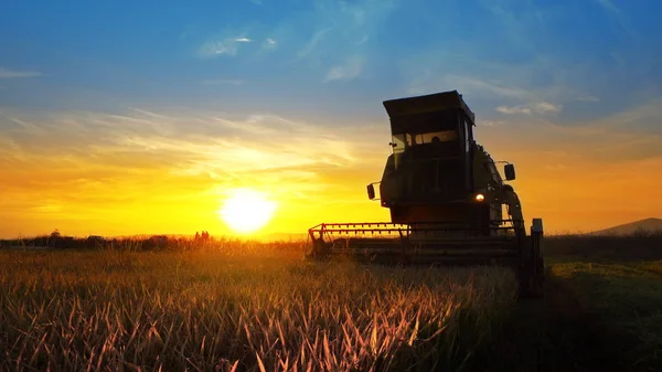 Combine harvester working in field on sunset background