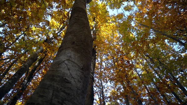 Admiring Autumn Forest Scenery Daytime — Stock Photo, Image