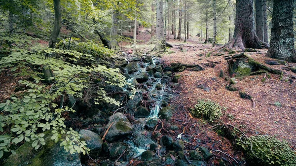 Hösten Scen Fjällbäck Rocky River Bland Tallar — Stockfoto