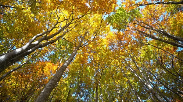 Les Podzim Stromy Lesa Slunce Svítí Skrz Přírodní Tree Sbeginning — Stock fotografie