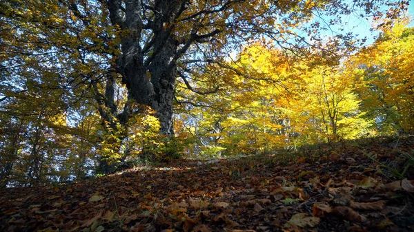 Admiring Autumn Forest Scenery Daytime — Stock Photo, Image