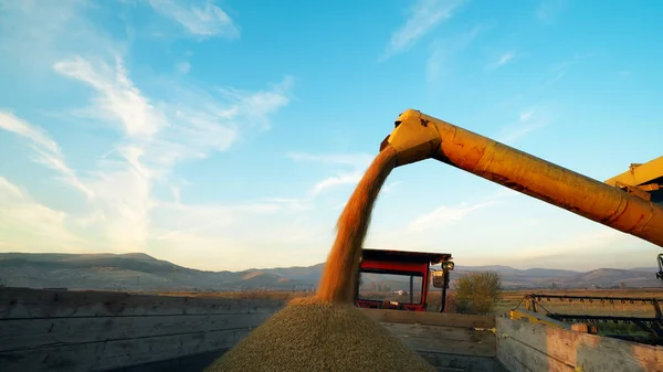 Combineren Van Harvester Gelost Mais Korrels Vrachtwagen — Stockfoto