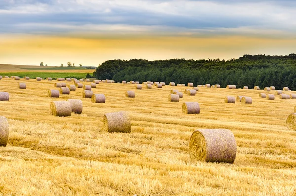 Pacas Heno Recién Laminadas Campo — Foto de Stock