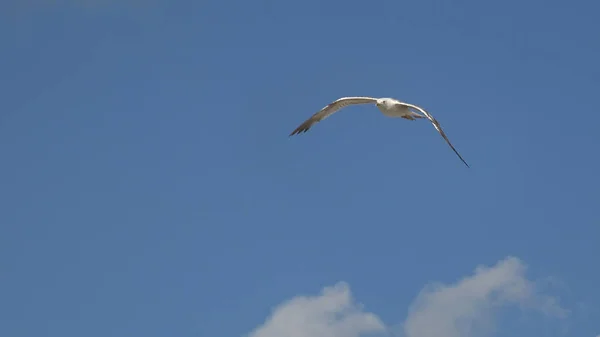 Gaivota Voando Fundo Céu Azul — Fotografia de Stock