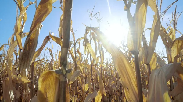 Sun over ripe corn field at summer season