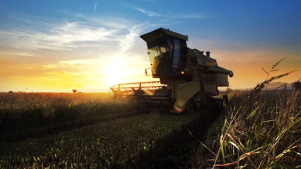 Maaimachine Werkt Veld Zonsondergang Achtergrond Combineren — Stockfoto