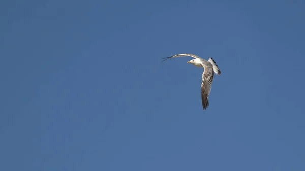 Gaivota Voando Fundo Céu Azul — Fotografia de Stock