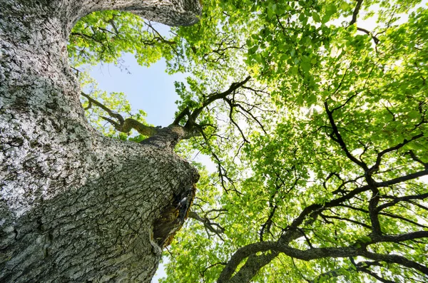 Stínu Vysokých Stromů — Stock fotografie