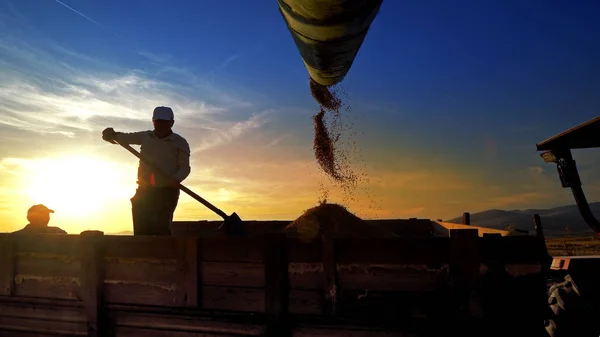 Combine Cosecha Maíz Descarga Granos Remolque Del Tractor Corn Falling —  Fotos de Stock