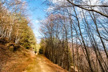 Güzel bir sonbahar sahne renkli yaprakları ağaçlarda ve yol ile eğri asfaltsız yol