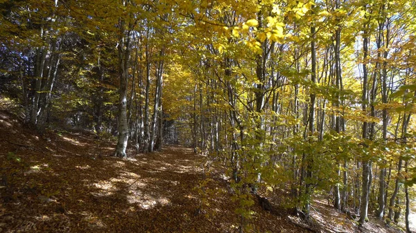 Admiring Autumn Forest Scenery Daytime — Stock Photo, Image