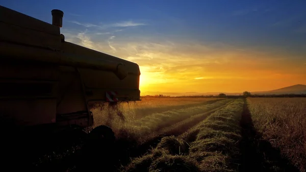 Close Van Combineren Verzamelen Van Tarwe Oogst — Stockfoto