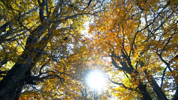 Admirar Paisaje Del Bosque Otoñal Durante Día — Foto de Stock