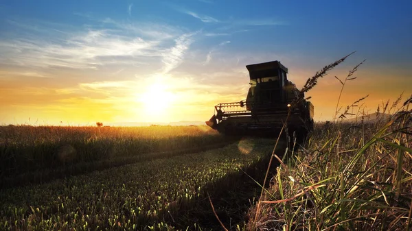 Combine harvester working in field on sunset background