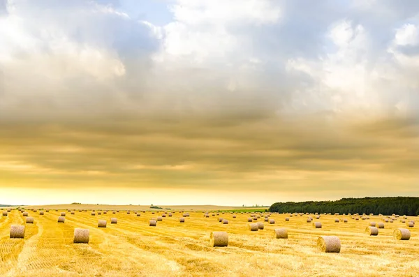 Paysage Rural Balles Foin Rondes Dispersées Dans Champ Après Récolte — Photo