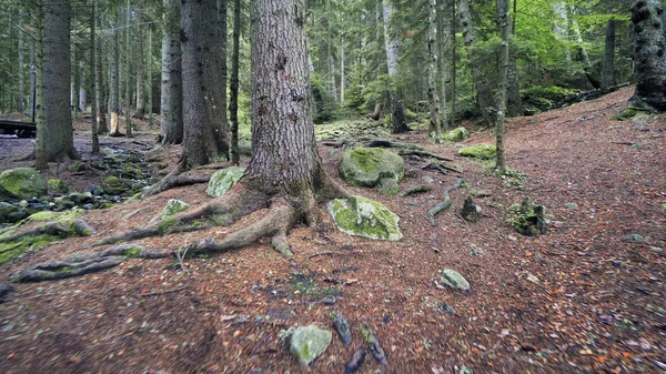 Fantastiska Skog Med Gröna Pinjeträd — Stockfoto