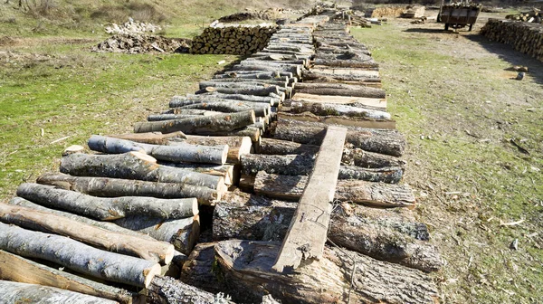 Brennholzhaufen Illegale Entwaldung — Stockfoto