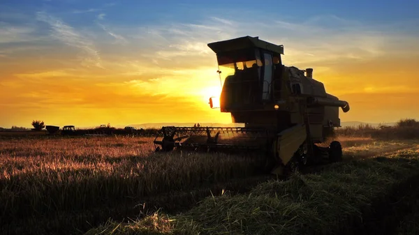 Maaimachine Werkt Veld Zonsondergang Achtergrond Combineren — Stockfoto