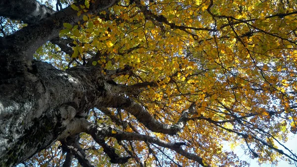 Admirar Paisaje Del Bosque Otoñal Durante Día — Foto de Stock