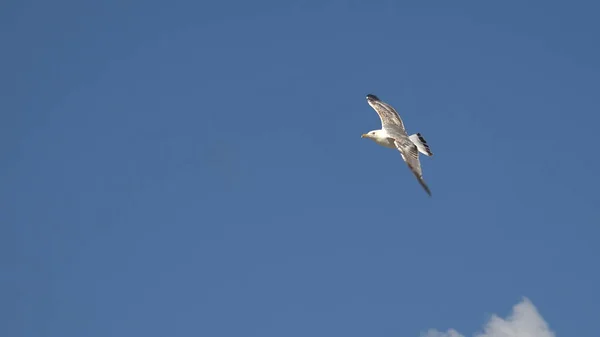 Möwe Fliegt Auf Blauem Himmel Hintergrund — Stockfoto