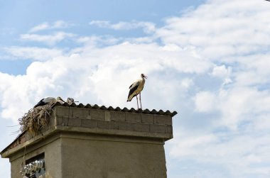 Leylek bebek kuşlar yuvada. Yaz, mavi gökyüzü